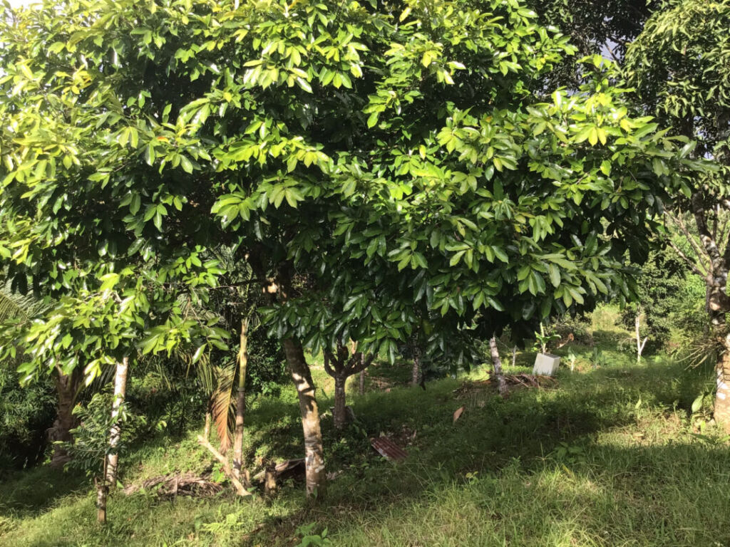 Cuervito Lot With Humble Home For Sale Pavones Real Estate Costa Rica Cuervito Lot With Humble Home For Sale Pavones Real Estate Costa Rica