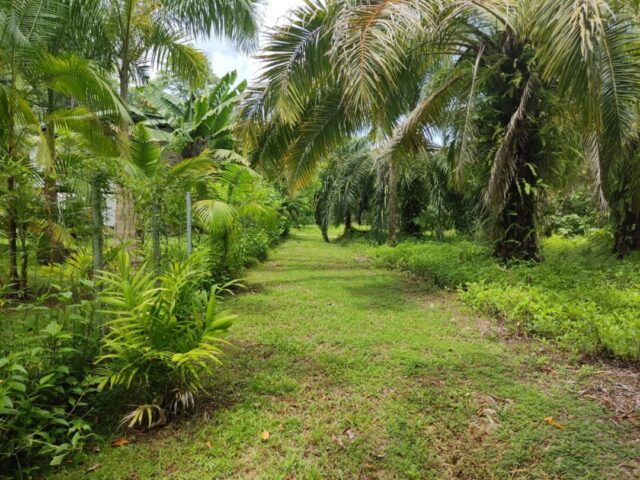 ! Just Sold ! Rare opportunity, titled property 225 yards from the beach, Pavones La Piña